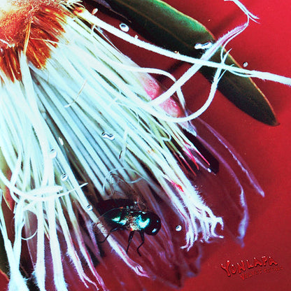 【黑膠】YONLAPA《Velvet Petals》橘色彩膠